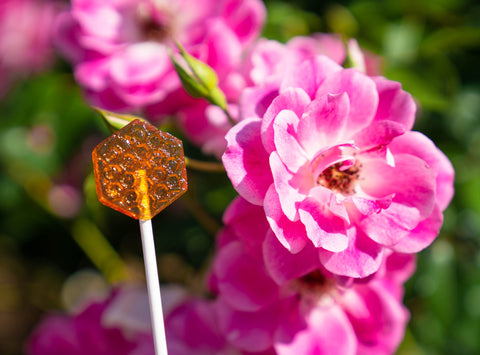 Honey lollipops 5 pcs Honey lollipops 5 pcs