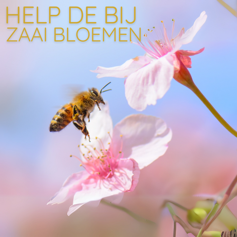 Bijenhanger met zaadbom voor bloemenweide Bijenhanger met zaadbom voor bloemenweide