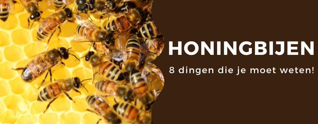 Honingbijen 8 dingen die je moet weten hierover!