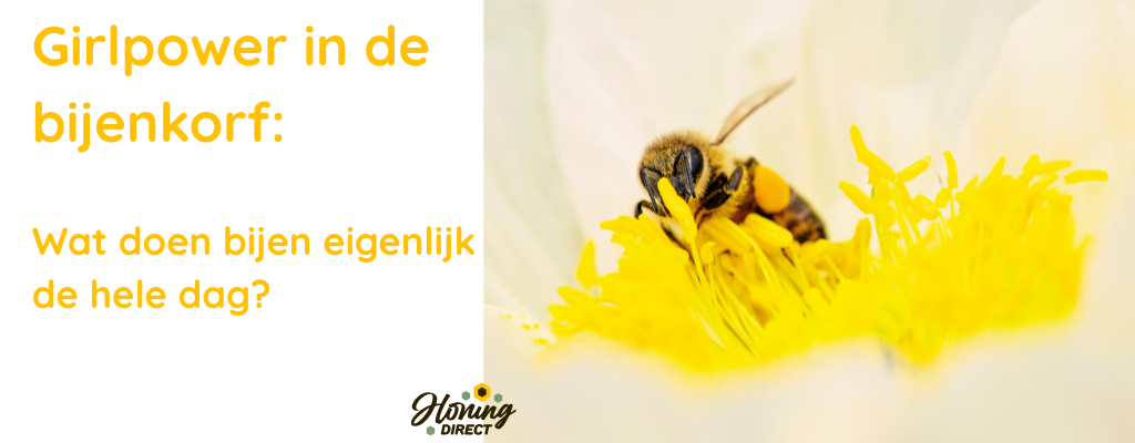 Girlpower in de bijenkorf: wat doen bijen eigenlijk de hele dag?
