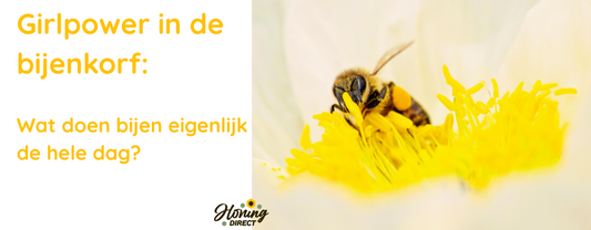 Girlpower in de bijenkorf: wat doen bijen eigenlijk de hele dag?