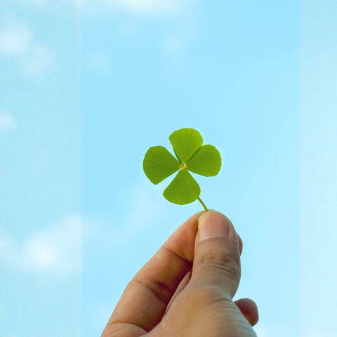 Klaverhoning 250g - zacht en mild van smaak