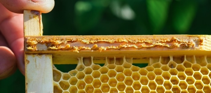 Propolis op rand van bijenraam