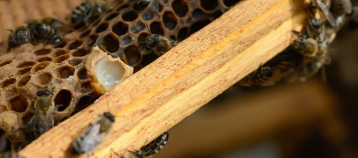 koninginnegelei in bijenraat